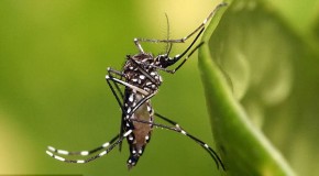 Brazil Set To Use GM Mosquitoes