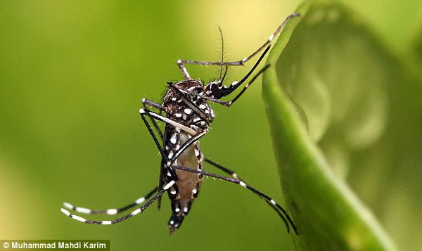 Brazil Set To Use GM Mosquitoes
