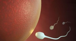 How Life Trauma Is Passed Via Sperms To Future Gens