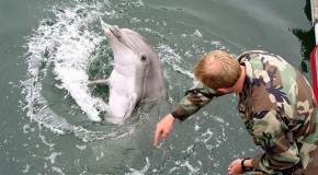 NATO Military Dolphins to Roam Black Sea