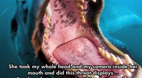 Pics: This Terrified Diver Prepares To Die As A Predator Approaches, When Suddenly…