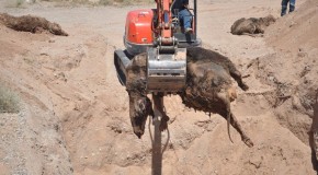 Report: Bundy Family Unearths BLM Mass Cattle Grave