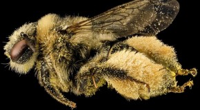 Beyond Honeybees: Now Wild Bees and Butterflies May Be in Trouble