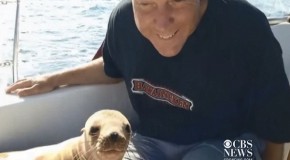 Cute Video Alert: Sea Lion Pup Jumps Onto Boat, Cuddles With Driver