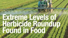 Extreme levels of herbicide found in Monsanto’s genetically modified soy