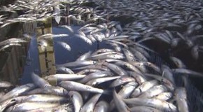 Massive fish kill hits Marina Del Ray, is Fukushima radiation to blame?