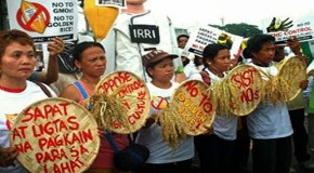 Philippines: Stand Up For Your Rice – GM Golden Rice Targeted for 2015 Market