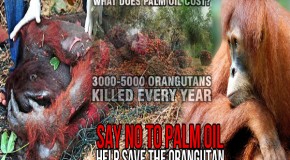SAY NO TO PALM OIL