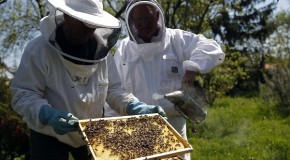 THE HONEYBEE POPULATION IS COLLAPSING — Here’s The Awful Way That Will Affect The World