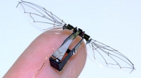 The Bees Are Back…As Robots? Harvard Project Funds The Engineering Of Robotic Bees Soon To Be In Flight