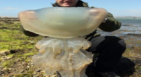 Vanguard Of A Giant Jellyfish Invasion?