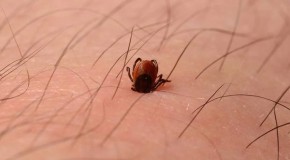 Wettest winter on record could cause tick invasion, say scientists