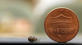 Wireless Microchip Implant Set For Human Trials