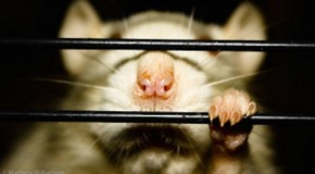 11 Ways Our Society Treats Us Like Caged Rats: Do Our Addictions Stem from that Trapped Feeling?