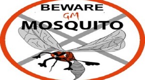 Beware the new ‘Breakthrough’ Transgenic Mosquitoes