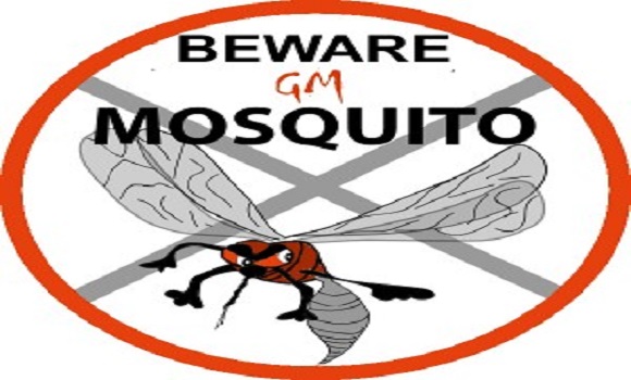 Beware the new ‘Breakthrough’ Transgenic Mosquitoes