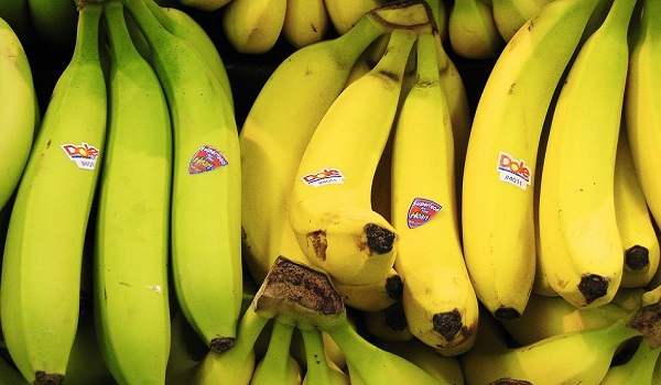 Genetically modified ‘super banana’ to be tested on Americans