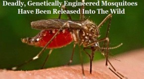GMO Mosquito Trial Has Reverse Effect, Causes Dengue Emergency
