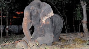 Elephant Cries Tears Of Joy When Freed After Spending 50 Years Chained In Captivity