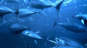 New Study Shows 59% of “Tuna” Sold in the U.S. Isn’t Tuna