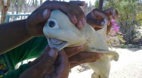This Cyclops Shark Was Found Off The Coast Of Mexico