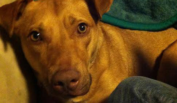 Video Michigan cops go on trial after shooting dog in front of owner