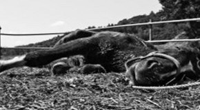 Eating Radiation Killing CA Horses – Vets Say ‘Mystery’