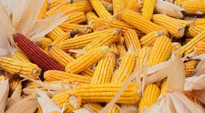 Govt approves fines for improper GMO labeling