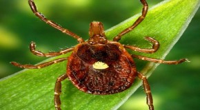 How a tick bite can make you allergic to RED MEAT: Soaring numbers of people suffering violent reactions just hours after eating burgers and steak