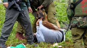 Israeli settlers unleash dog pack on Palestinian kids