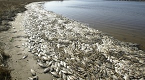 Mass Dead Fish Phenomenon Reported at All Coast Lines of The US