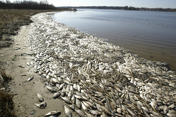 Mass Dead Fish Phenomenon Reported at All Coast Lines of The US