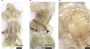 Scientists create transparent mouse complete with see-through organs