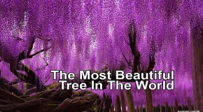 The Most Beautiful Tree In The World & Ashikaga Flower Park