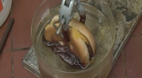 This is What Happens When You Dunk a McDonald’s Cheeseburger in Stomach Acid [WATCH]