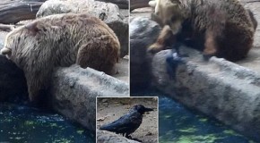 Video: Incredible! Bear Saves Crow From Drowning