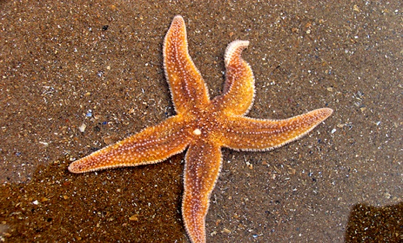 Why are massive numbers of sea creatures dying along the west coast right now