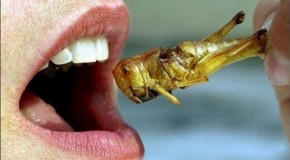 One in five people ready to adopt bugs into their diet: Men twice as likely