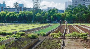 Across the US, Cities Struggle to Figure Out How to Accommodate Urban Farming