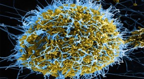 Ebola’s family history revealed: Scientists discover ancestors of killer virus are 23 MILLION years old – and find could lead to new vaccines