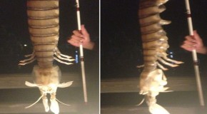 Fisherman Pulls Freaky Giant Mantis Shrimp Out Of Water