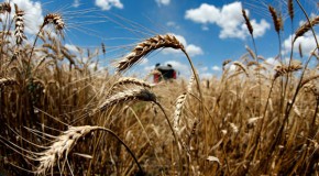 Monsanto GMO wheat contamination discovered in Montana