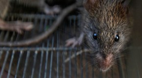 Rat City! NY vermin carry 18 new viruses – scientists