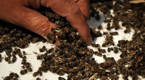37 Million Bees Found Dead In Ontario, Canada After Planting Large GMO Corn Field