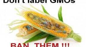 Labeling is a Bandaid – Ban GMOs Now!