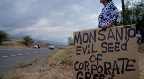 Monsanto, Dow Chemical File Lawsuit to Destroy Maui County’s GMO Ban