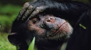Prominent scientists sign declaration that animals have conscious awareness, just like us