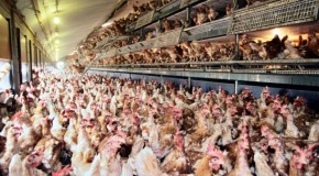 The FDA Finally Admitted That Factory-Farmed Chicken Meat Contains Cancer-Causing Arsenic