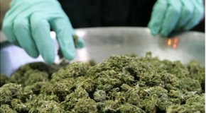 Cop With Five Pounds of Marijuana in His House Won’t Face Charges