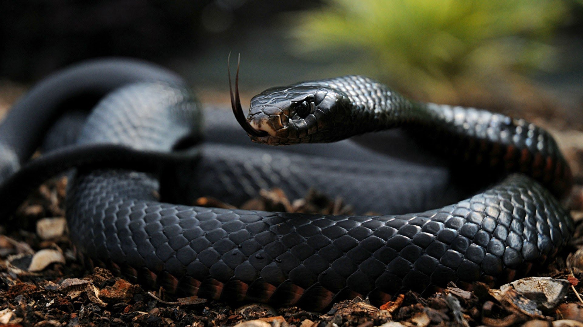 Black Mamba Snakes • Africa’s Most DANGEROUS SNAKE Documentary